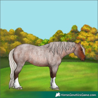 Horse Color:Silver Brown Roan Rabicano 