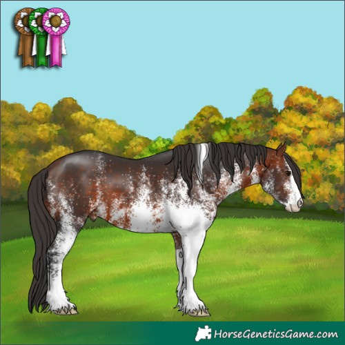 Horse Color:White Spotted Bay 