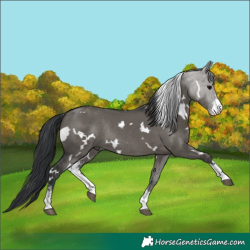 Horse Color:White Spotted Grullo Sabino Rabicano