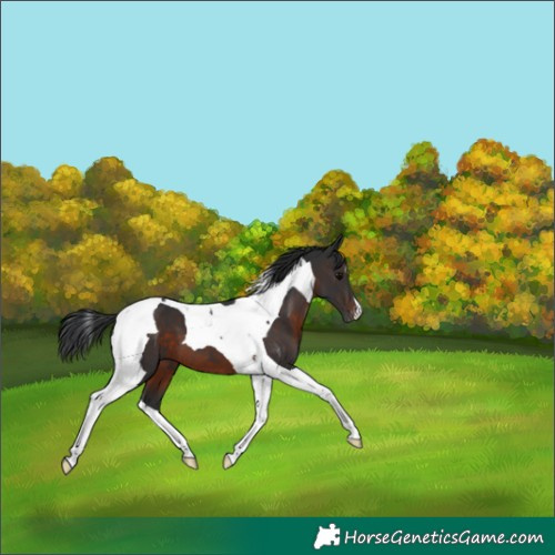 Horse Color:Brown Tobiano Blanket