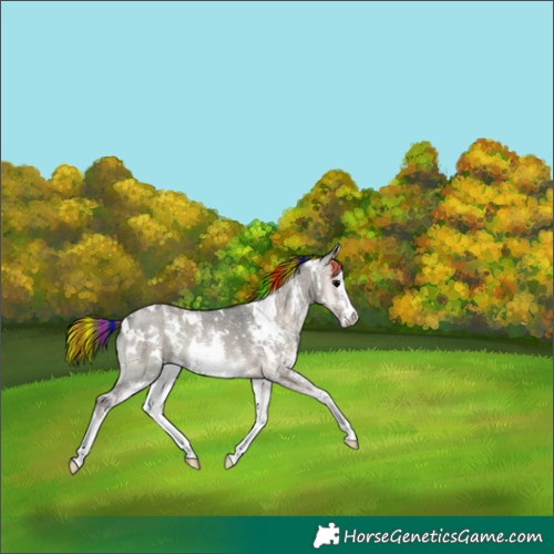Horse Color:Painted White Spotted Grullo Onyx Sabino