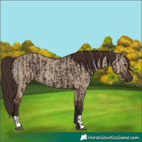 Horse Color:Liver Chestnut  and Liver Red Dun 