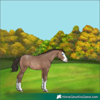 Horse Color:Sable Champagne Splash Rabicano 