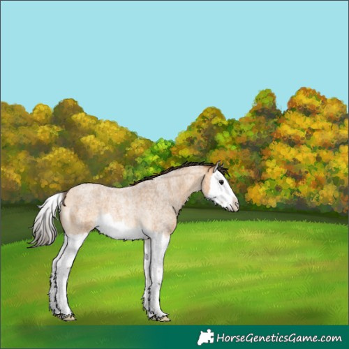 Horse Color:Buckskin Roan Splash Rabicano 