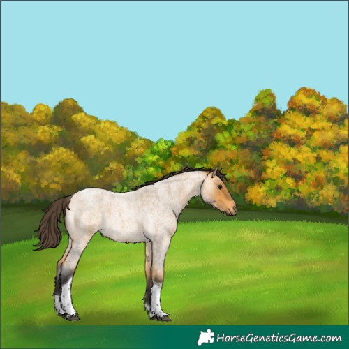 Horse Color:Buckskin Roan Tobiano Rabicano 