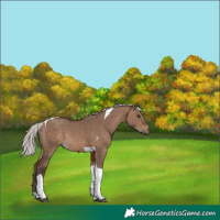 Horse Color:Silver Brown Dun Tobiano Rabicano 