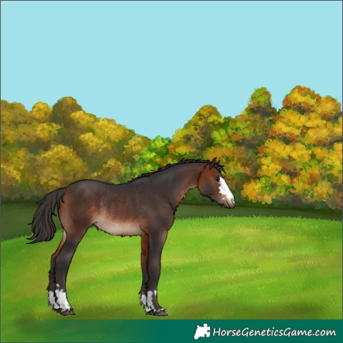 Horse Color:Bay Rabicano 