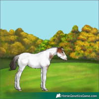 Horse Color:Bay Tobiano Frame Rabicano 