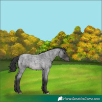 Horse Color:Blue Roan Rabicano 