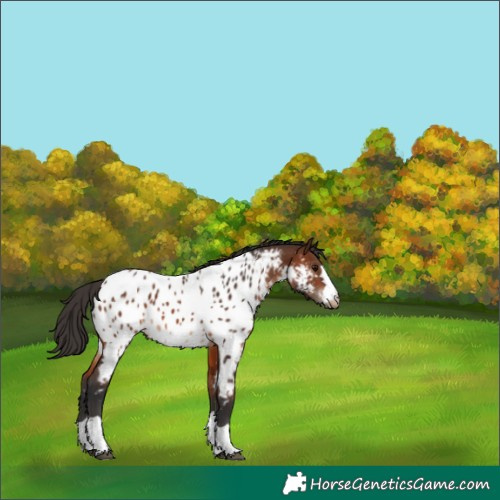 Horse Color:Brown Near Leopard Rabicano