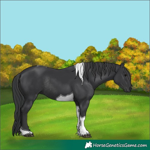 Horse Color:Black Tobiano Rabicano 