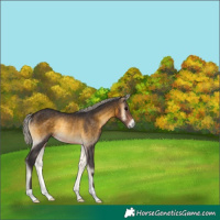 Horse Color:Silver Buckskin Onyx Rabicano 