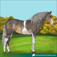 Horse Color:Silver Buckskin Sabino Tobiano Rabicano