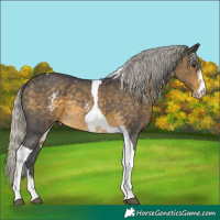 Horse Color:Silver Buckskin Sabino Tobiano Rabicano 