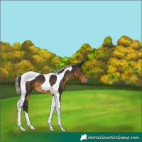 Horse Color:Silver Buckskin Tobiano 