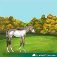 Horse Color:Silver Brown Dun Frame