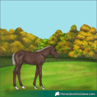 Horse Color:Silver Black 