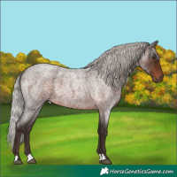 Horse Color:Silver Brown Roan 