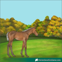 Horse Color:Silver Buckskin