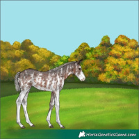 Horse Color:Silver Brown Sabino 
