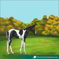 Horse Color:Gray Silver Brown Tobiano 