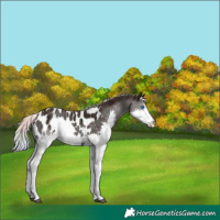 Horse Color:Nacre Midnight Silver Bay Ice Onyx Splash Appaloosa 