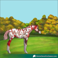 Horse Color:Silver Blue Onyx Appaloosa 