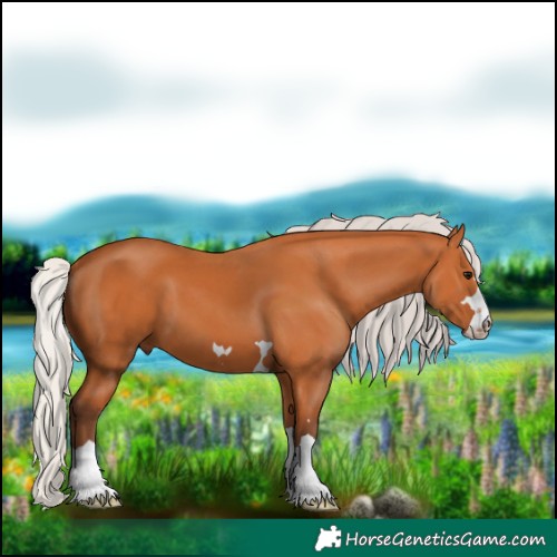 Horse Color:Silver Bay 
