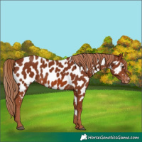Horse Color:Chestnut Appaloosa