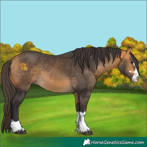 Horse Color:Buckskin 