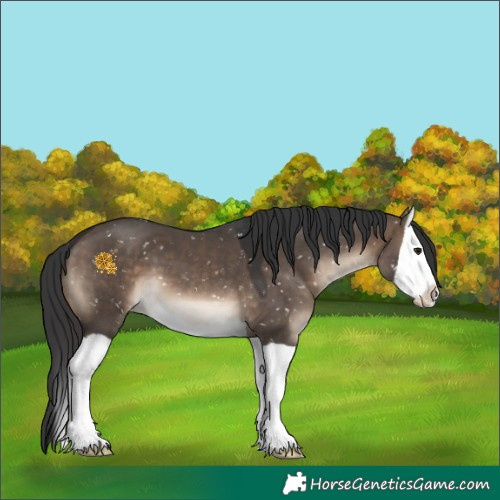 Horse Color:Brown Dun Splash Appaloosa 