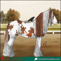 Horse Color:White Spotted Chestnut Splash 
