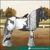 Horse Color:White Spotted Black Snowcap 