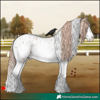 Horse Color:White Spotted Chestnut Sabino Splash Blanket Rabicano 