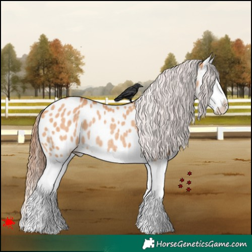 Horse Color:Bay Dun Splash Appaloosa Rabicano 