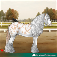 Horse Color:Bay Dun Splash Near Leopard Rabicano 