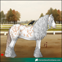 Horse Color:Bay Dun Splash Appaloosa Rabicano 
