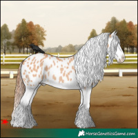 Horse Color:Bay Dun Splash Appaloosa Rabicano 