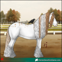 Horse Color:White Spotted Chestnut Splash Appaloosa Rabicano 