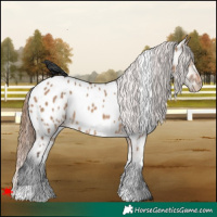 Horse Color:White Spotted Bay Dun Appaloosa Rabicano
