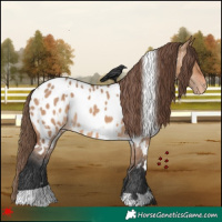 Horse Color:White Spotted Bay Dun Appaloosa Rabicano