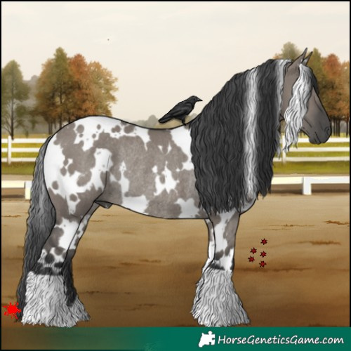 Horse Color:White Spotted Grullo Rabicano 