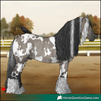 Horse Color:White Spotted Grullo Rabicano