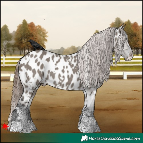 Horse Color:White Spotted Grullo Appaloosa Rabicano 