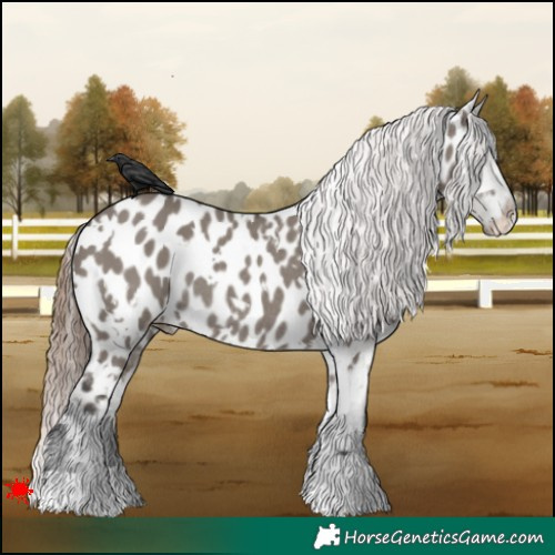 Horse Color:White Spotted Grullo Appaloosa Rabicano 