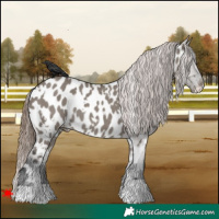 Horse Color:White Spotted Grullo Appaloosa Rabicano