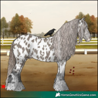 Horse Color:White Spotted Grullo Appaloosa Rabicano 