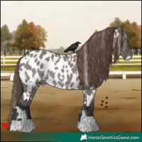 Horse Color:White Spotted Grullo Appaloosa Rabicano 