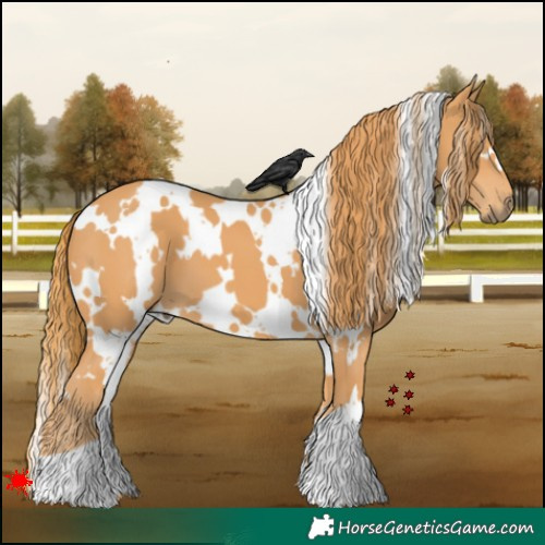 Horse Color:White Spotted Chestnut 