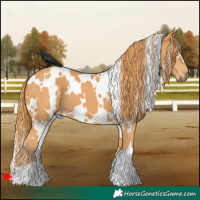 Horse Color:White Spotted Chestnut